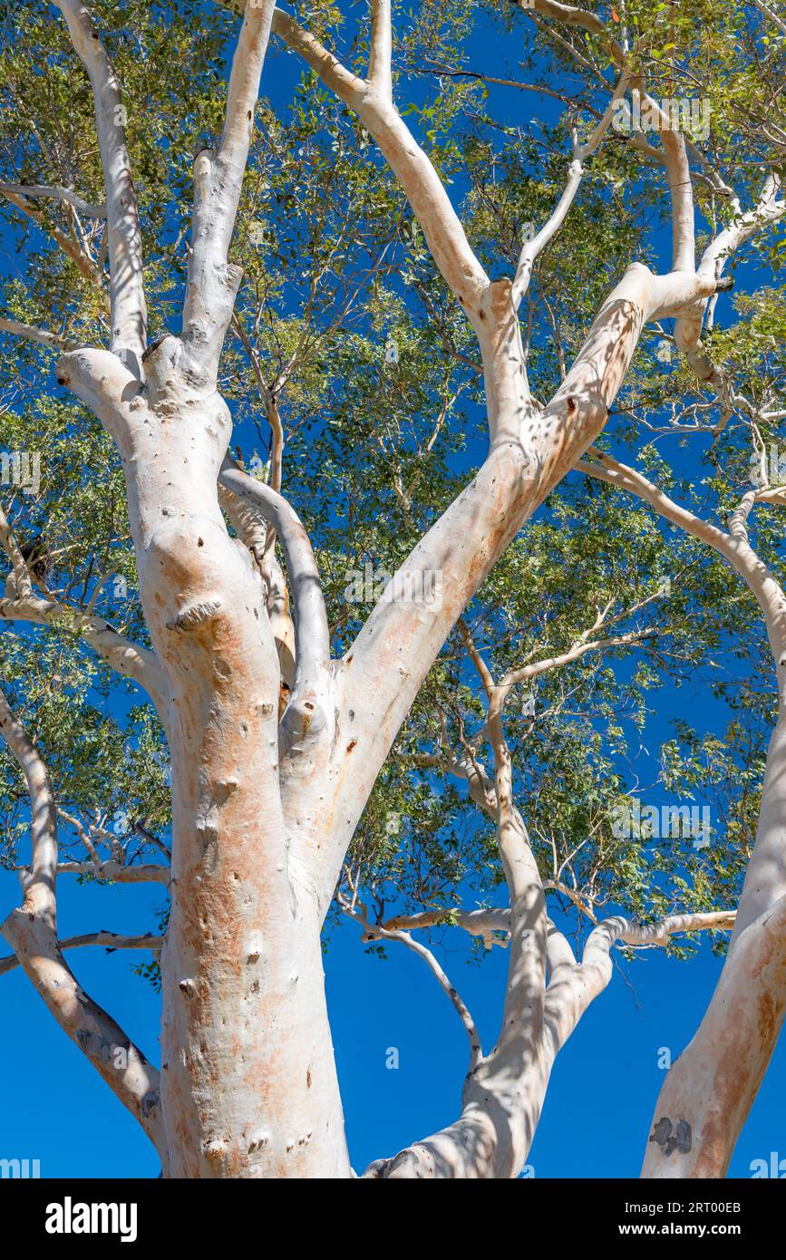 A fully grown River Red Gum tree (Eucalyptus camaldulensis) in central