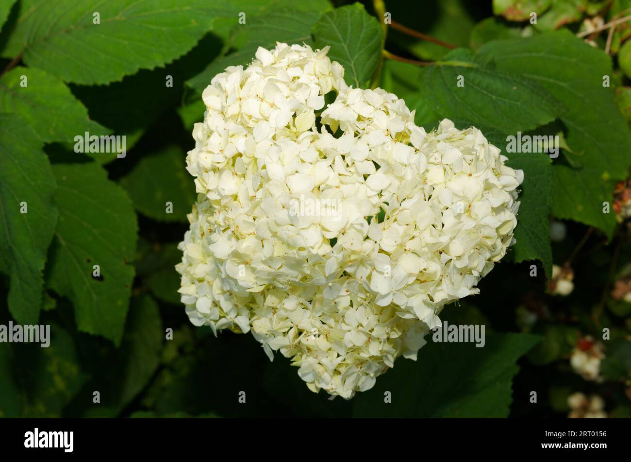 White Hydrangea flower  growing in a garden. Quebec,Canada Stock Photo