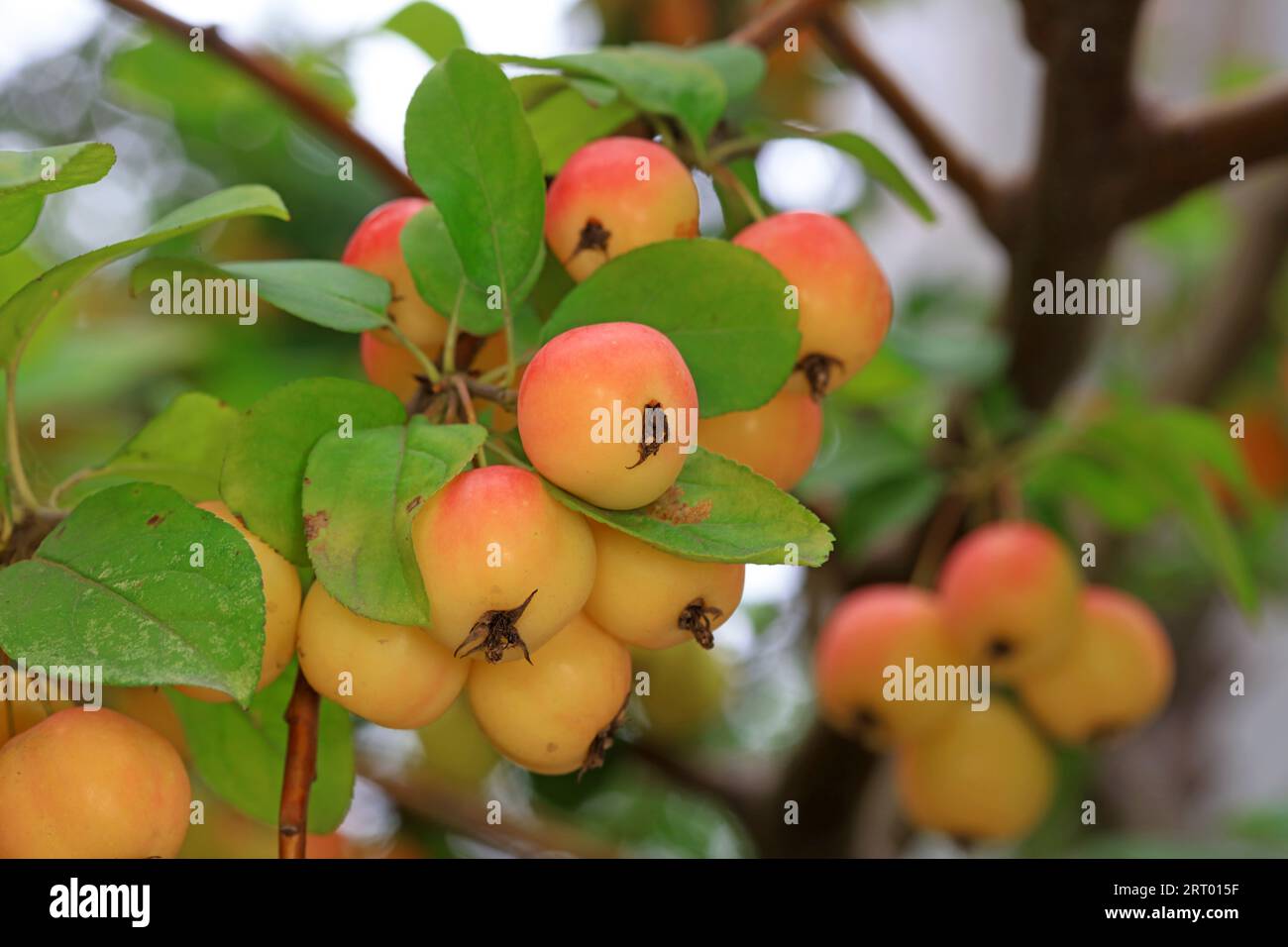 Ripe Begonia fruit on the branch, North China Stock Photo
