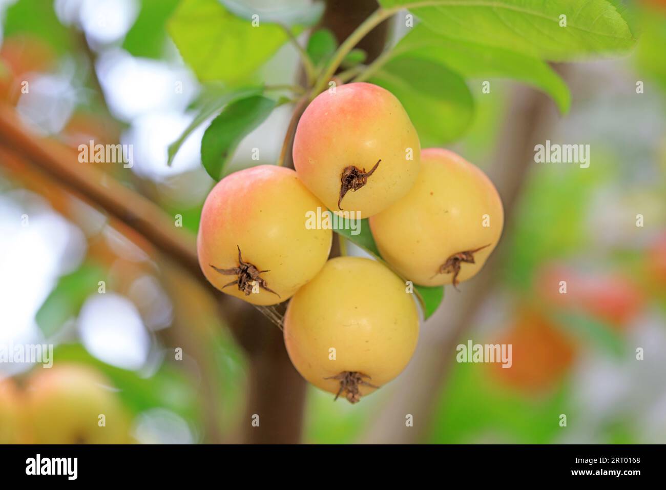 Ripe Begonia fruit on the branch, North China Stock Photo