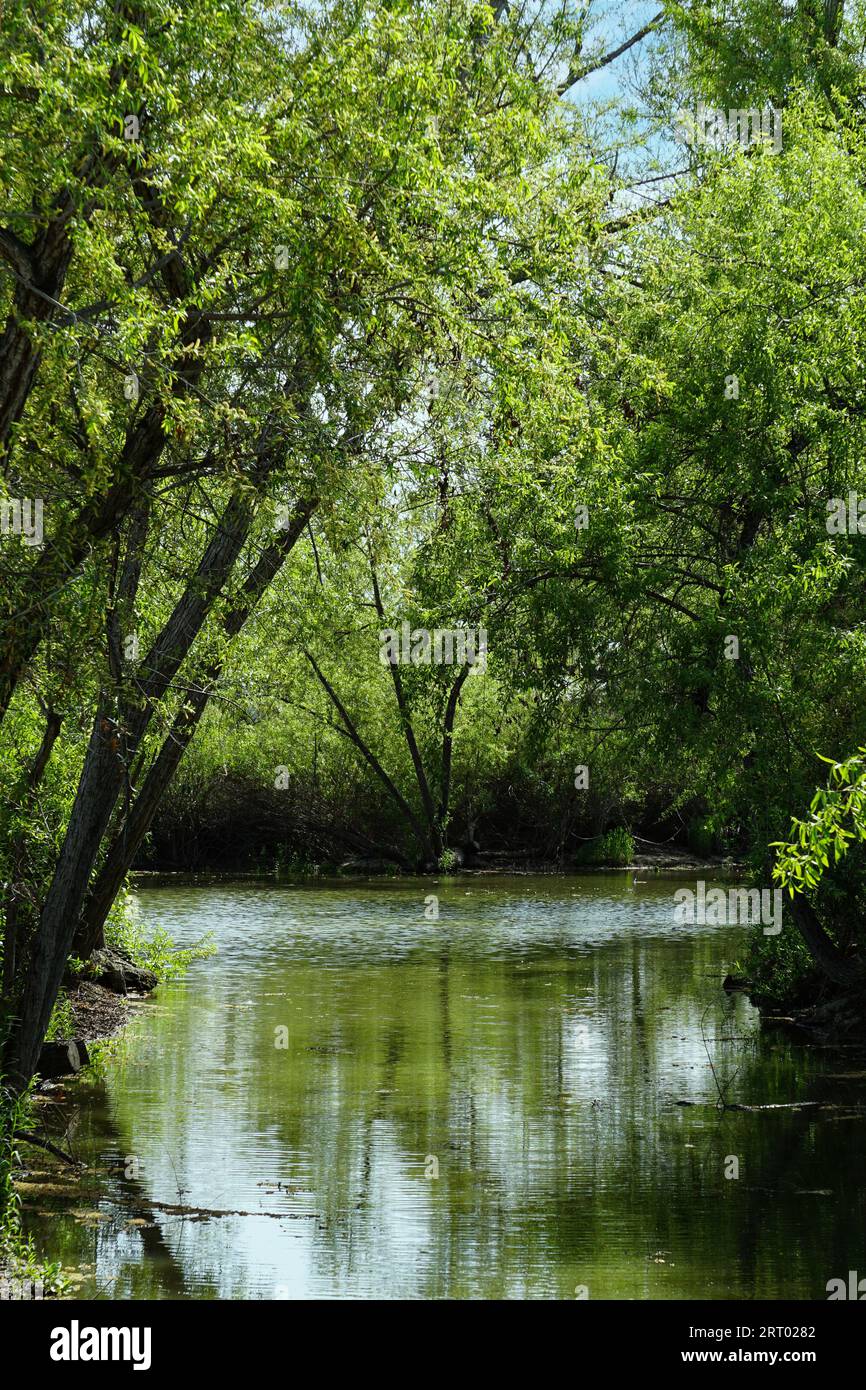 Lazy river flowing through forest on a beautiful summer day Stock Photo ...