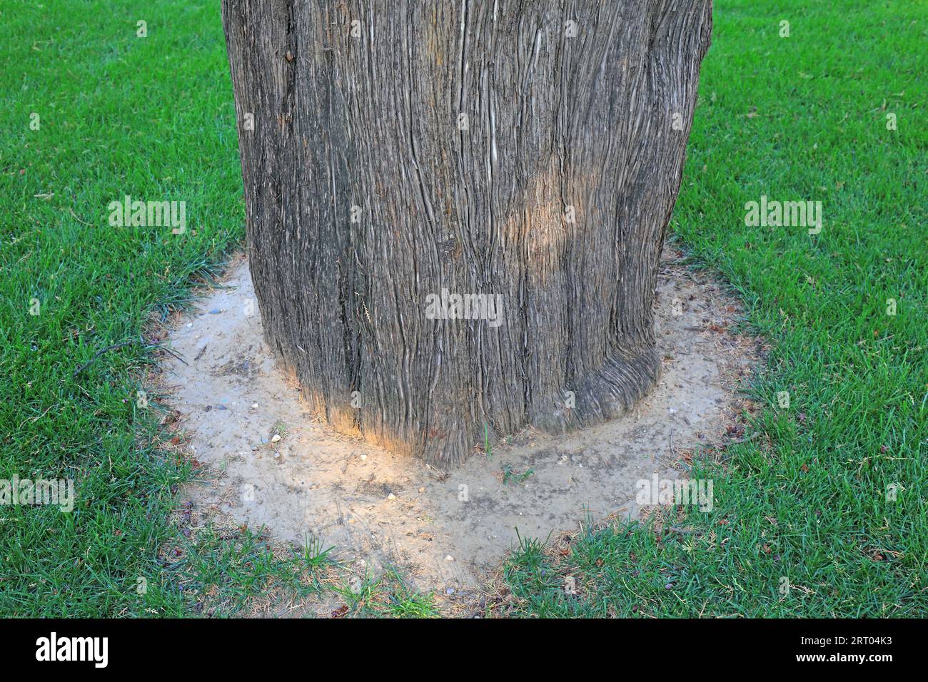 The old trunk of Platycladus orientalis Stock Photo