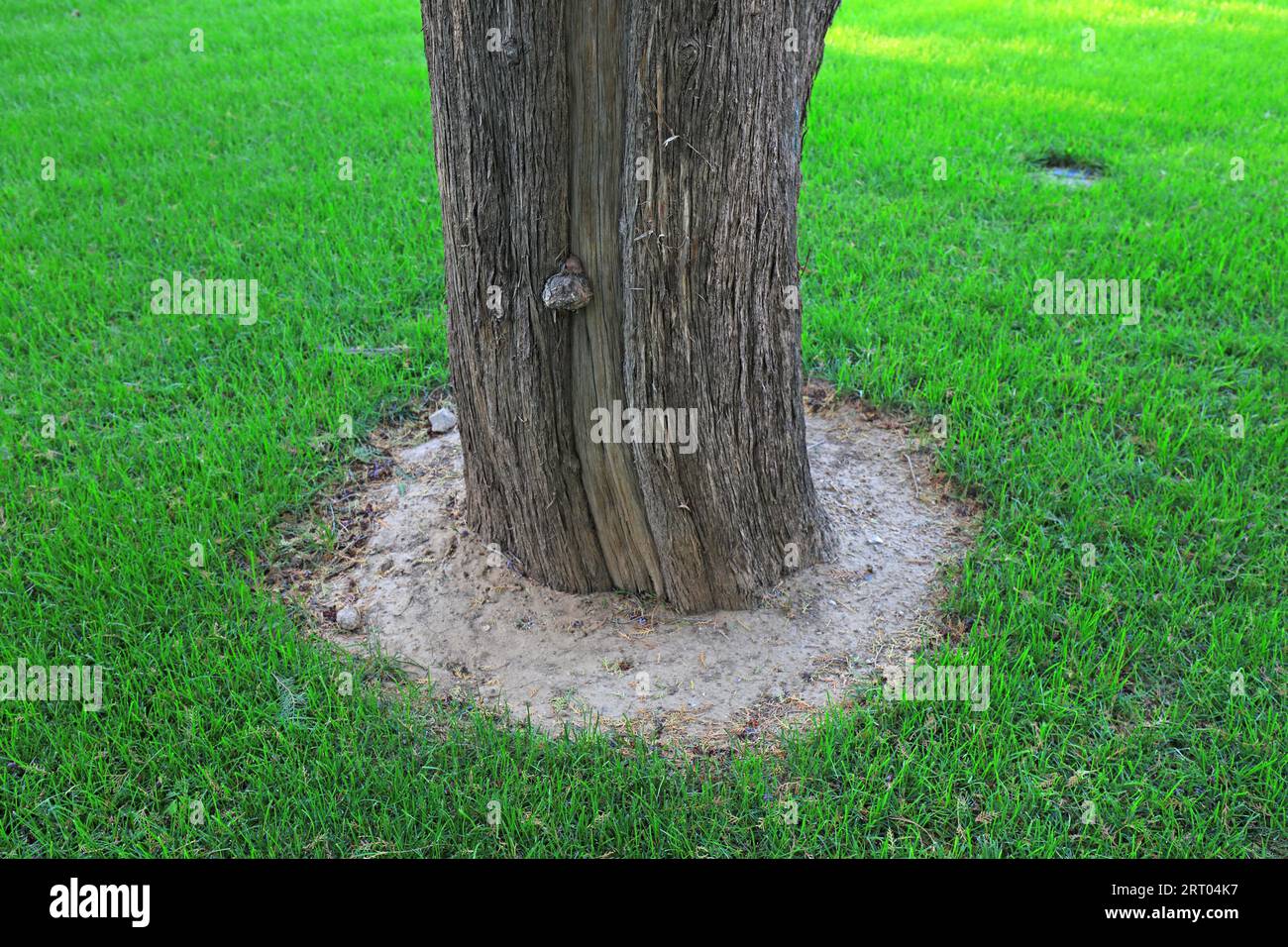 The old trunk of Platycladus orientalis Stock Photo