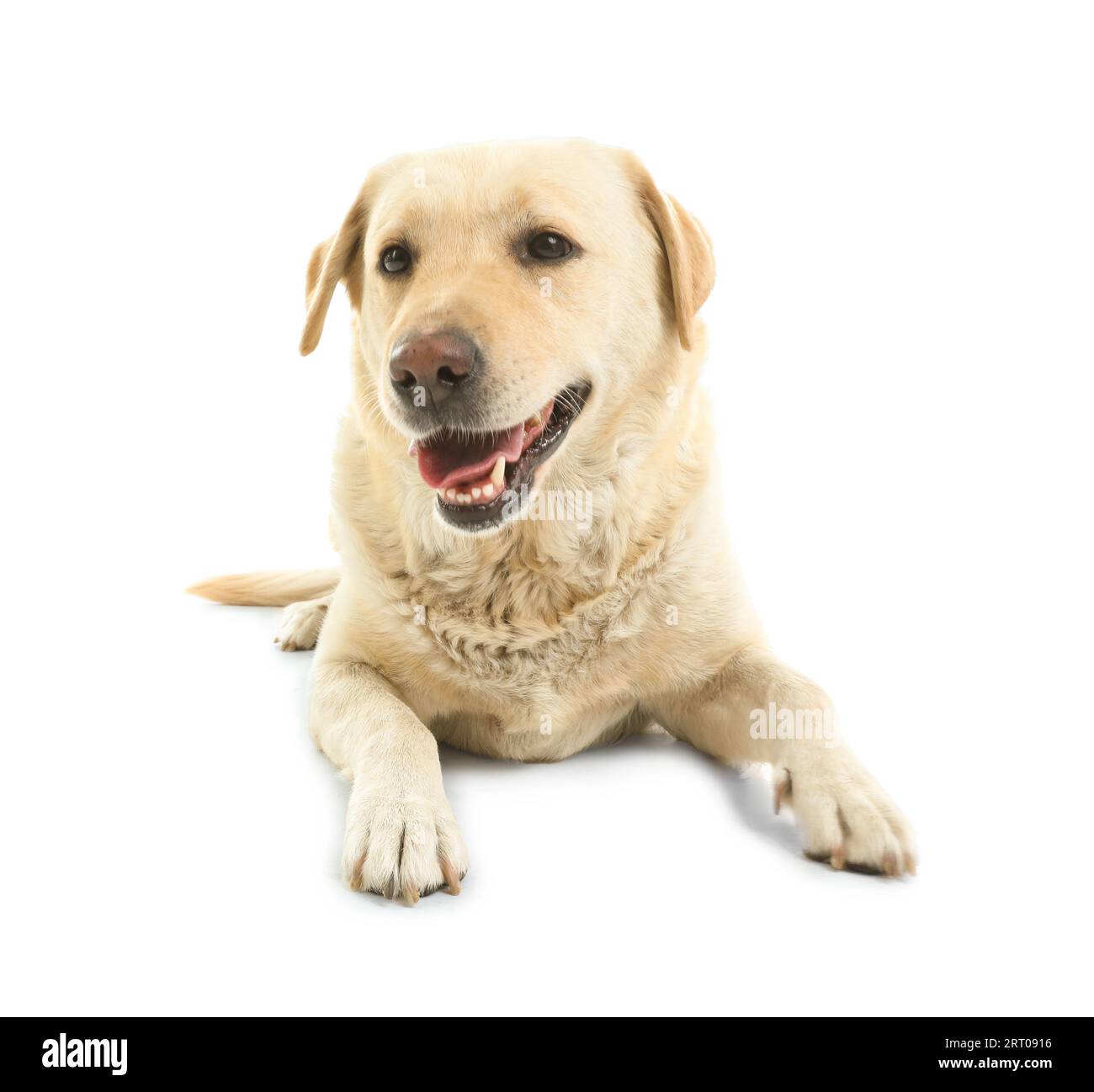 Cute Labrador dog lying on white background Stock Photo - Alamy