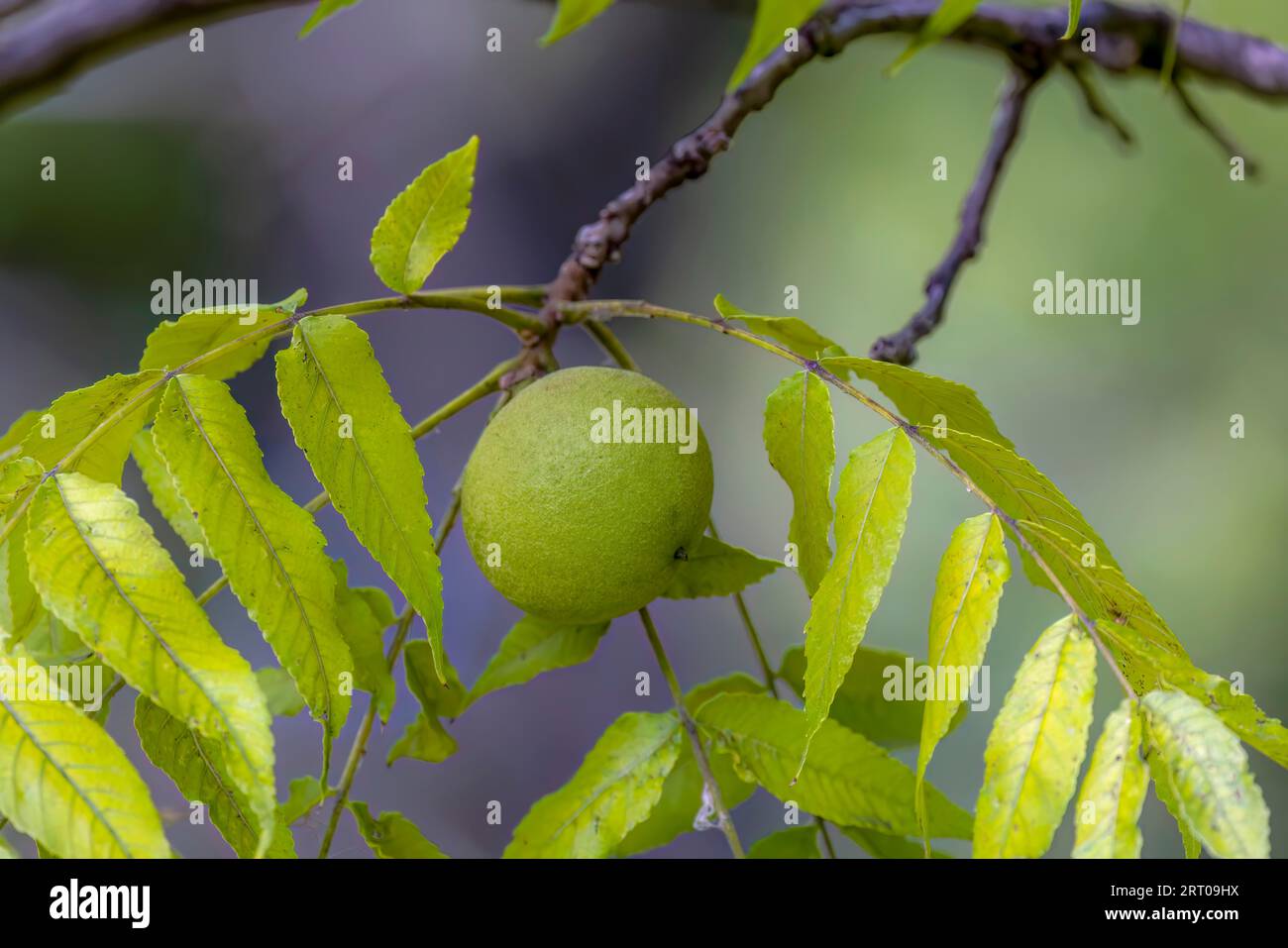 The unripe nuts eastern American black walnut (Juglans) is native to