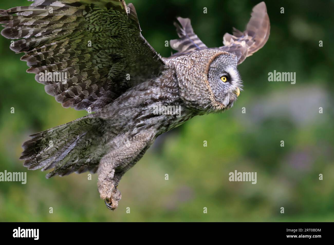 Great Grey Owl flying in the forest, Quebec, Canada Stock Photo