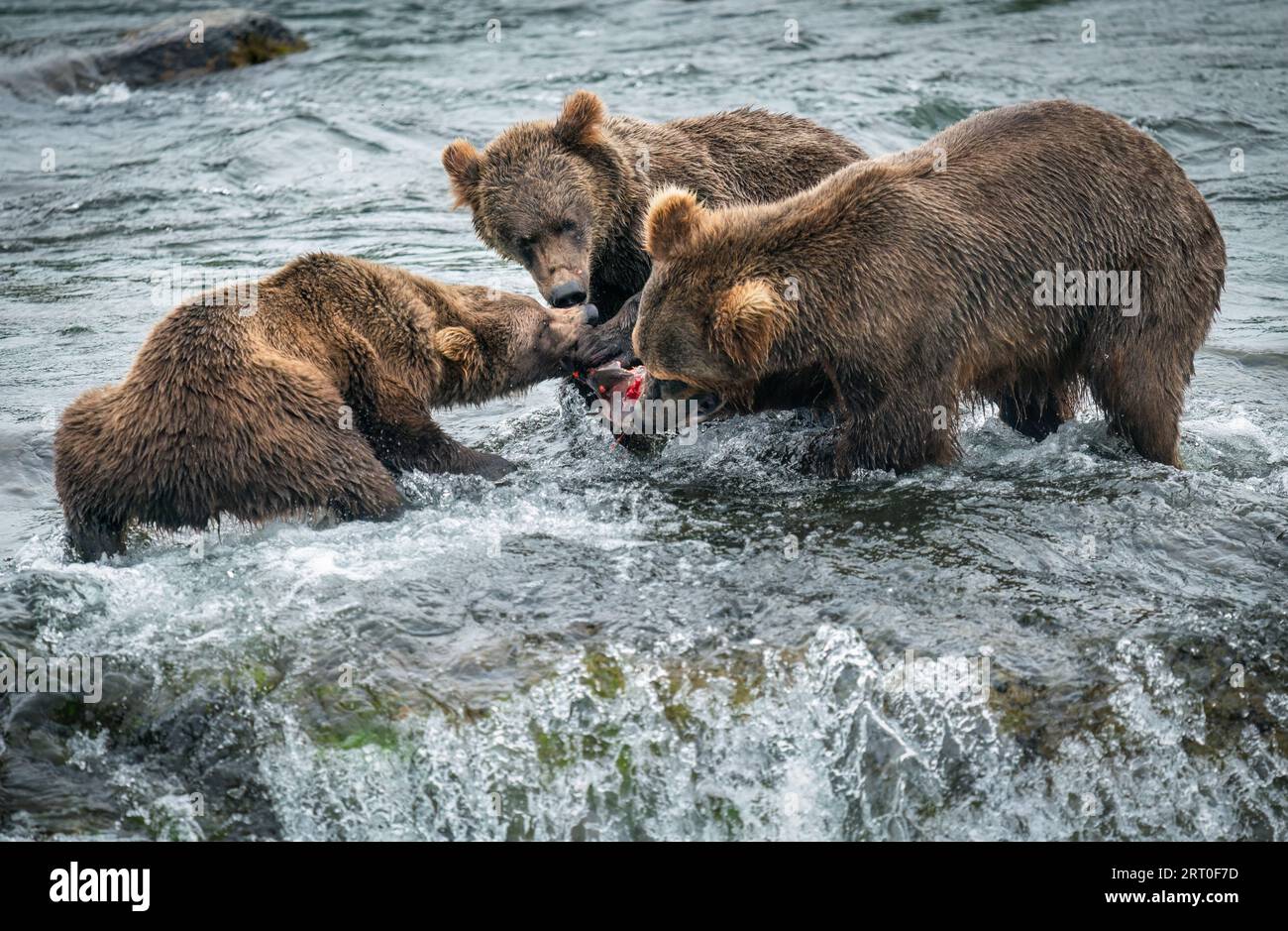 Brown bear mother and her two cubs sharing a sockeye salmon. Brooks ...
