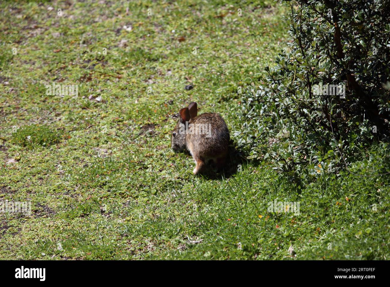 Tapeti rabbit hi-res stock photography and images - Alamy