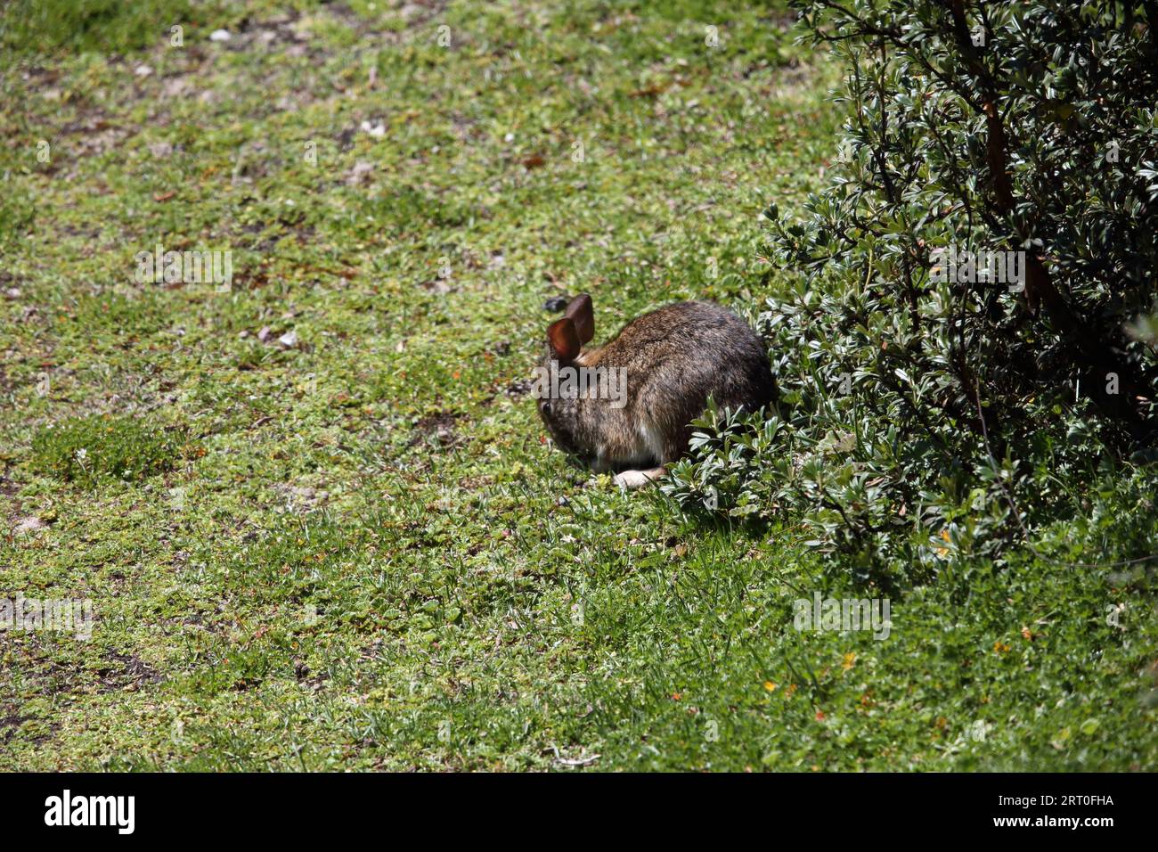 Tapeti rabbit hi-res stock photography and images - Alamy