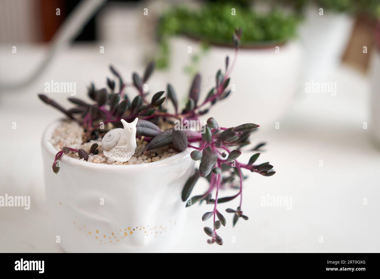 Potted othonna capensis house plant in white ceramic pot and other succulent plants on a table indoors Stock Photo