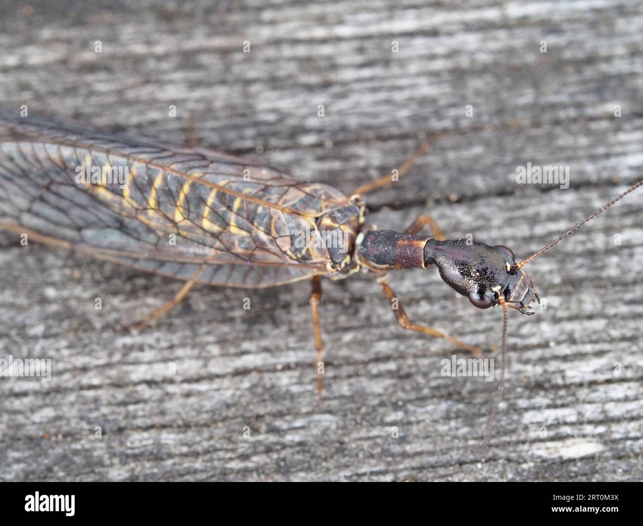Snakefly, likely Agulla bicolor, on a wooden surface in Washington state, USA Stock Photo