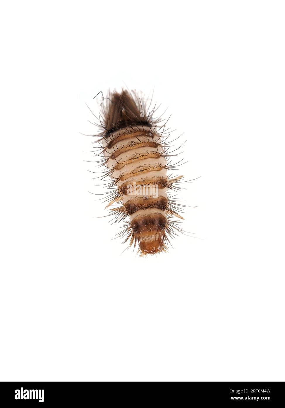 Larva of varied carpet beetle (Anthrenus verbasci) Stock Photo