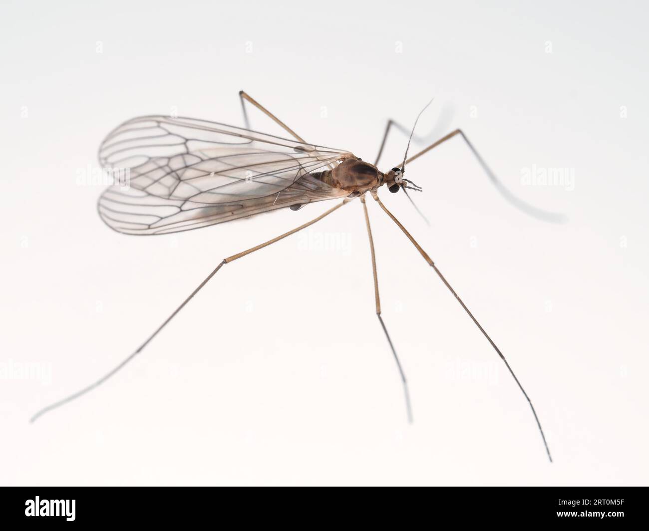 Small winter crane fly identified as Trichocera sp. (likely Winter Gnat -  Trichocera annulata)  in Washington state, USA - insect macro photography Stock Photo