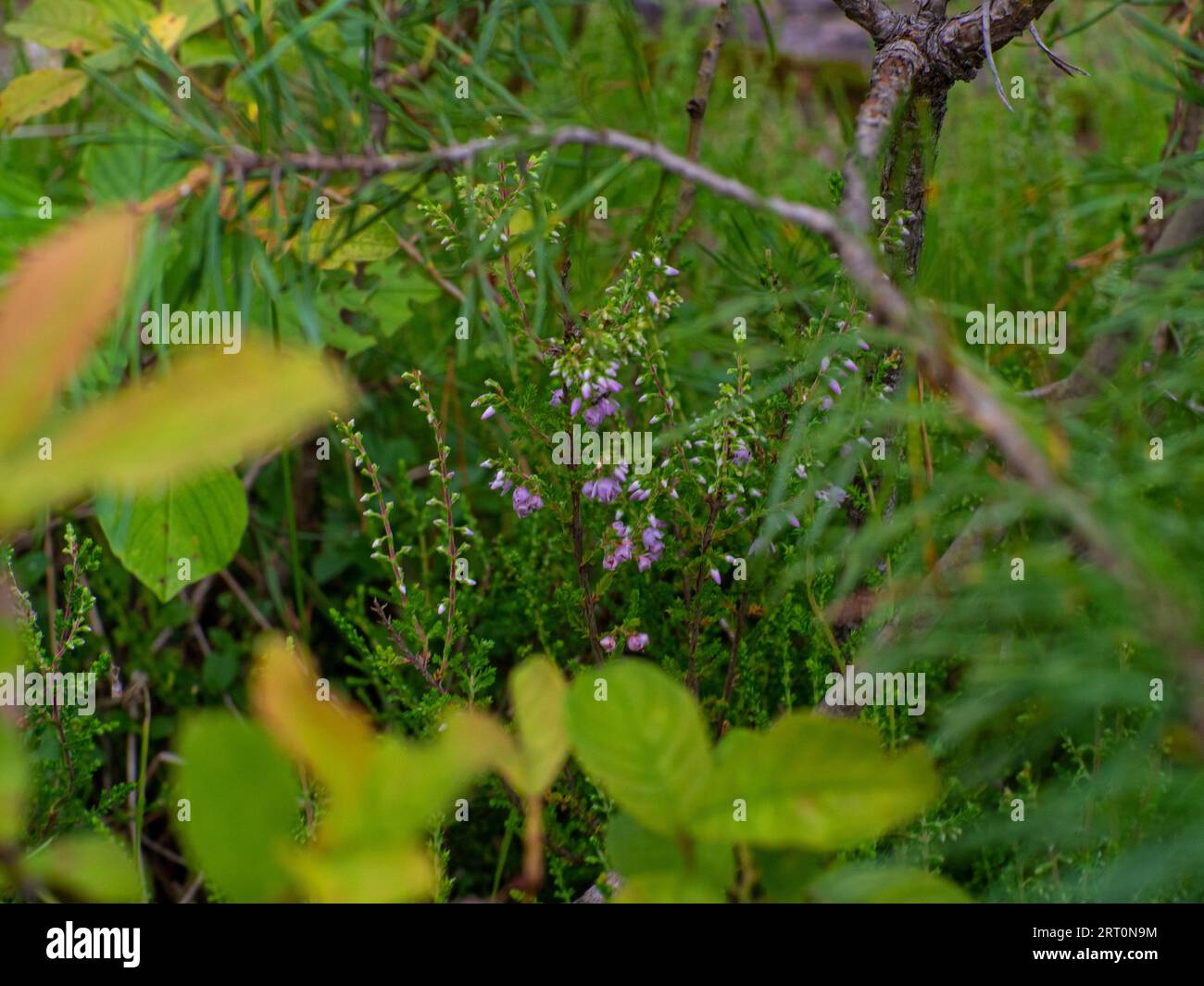 Close view of beautiful heather flowers and stems Stock Photo