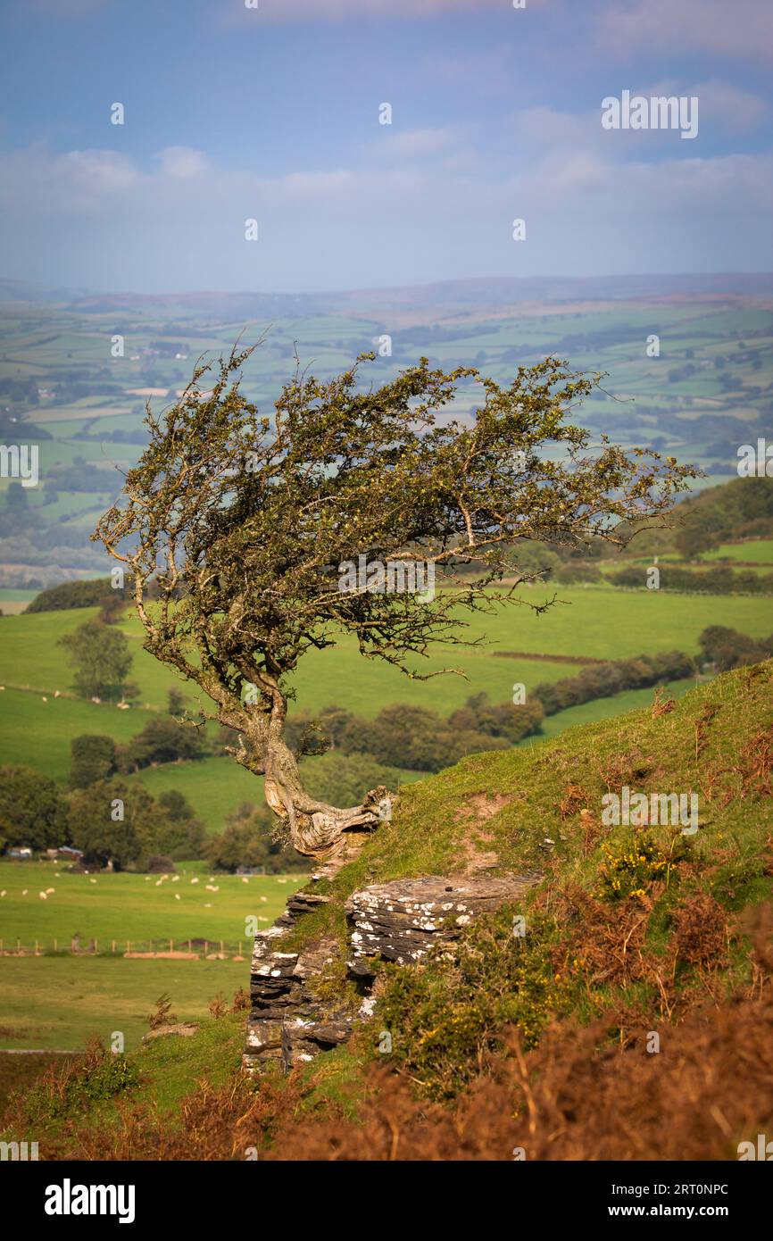 The lone tree wales hi-res stock photography and images - Alamy
