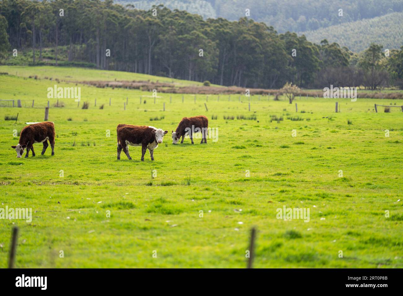 Panorama cows graze in green hi-res stock photography and images - Alamy