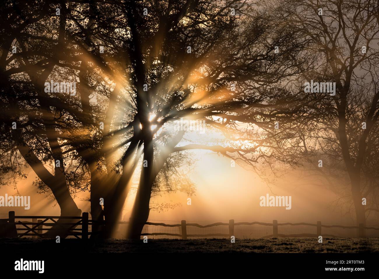 Sunburst through trees on a frosty morning in Somerset, UK Stock Photo