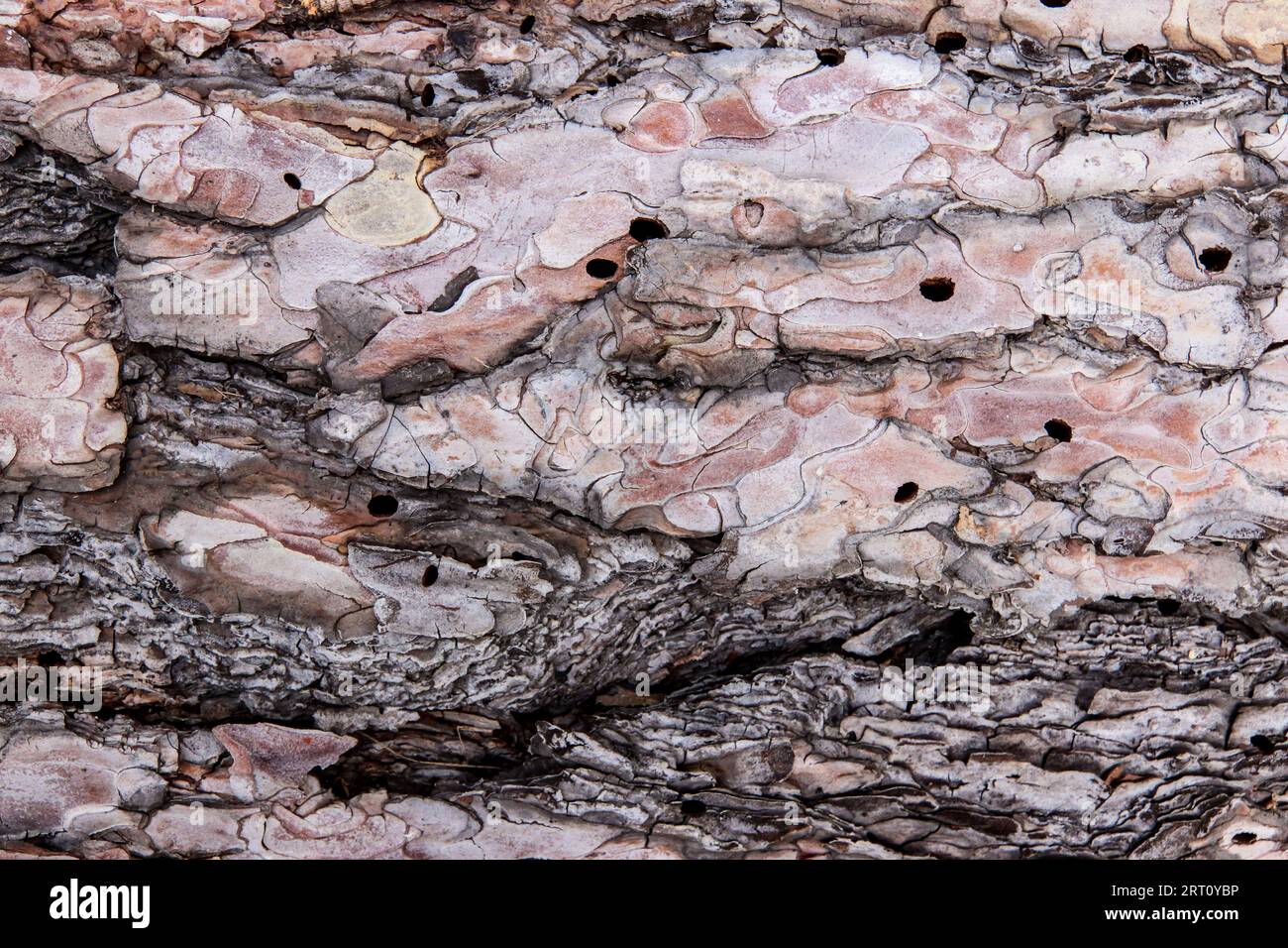 Abstract detail of pine bark surface Stock Photo