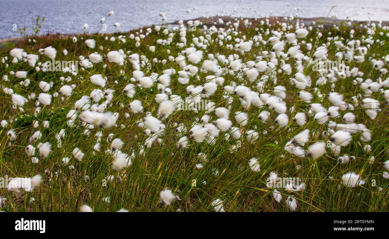 Flora of the islands of the Gulf of Finland, Baltic. Cotton grass