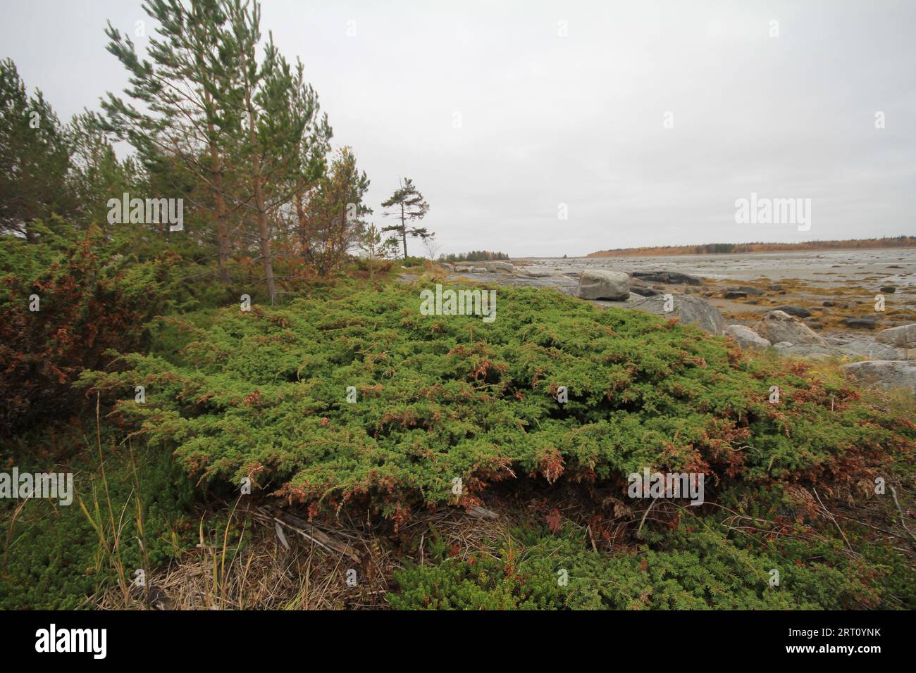 Creeping Siberian juniper (Juniperus sibirica) form due to strong winds and thin soil. Islands of Onega Bay, White Sea Stock Photo