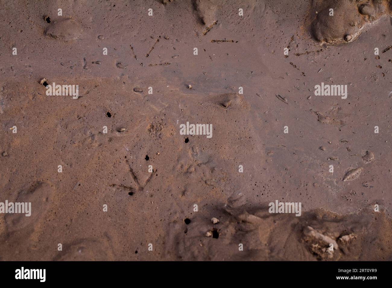 Eurasian Woodcock (Scolopax rusticola). Footprint, bird leg print, bird ...
