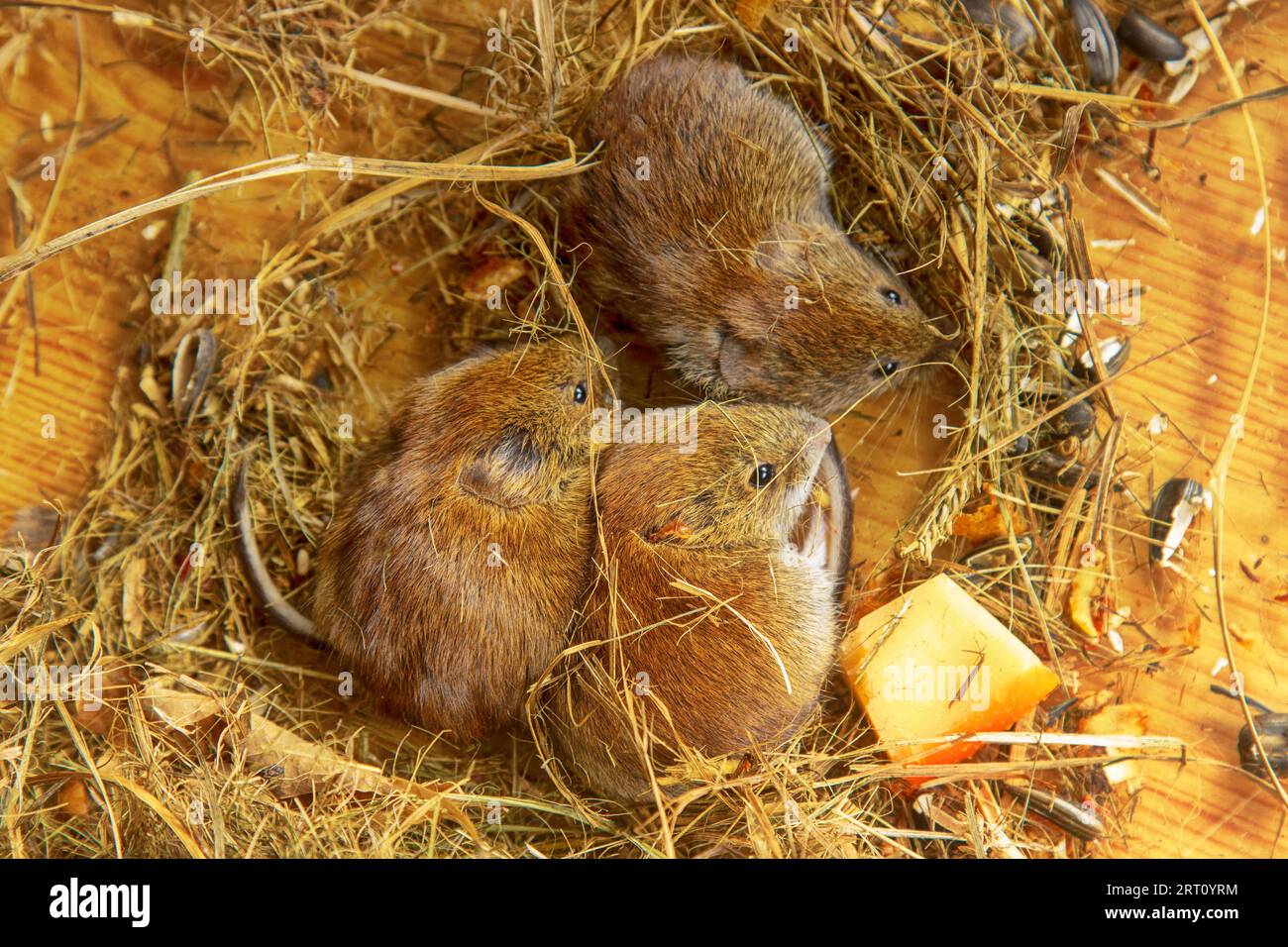 Highly social animals. Voles can be in same nest without aggression. Mutual maintenance of winter temperature, creation of reserves is beneficial. Lar Stock Photo