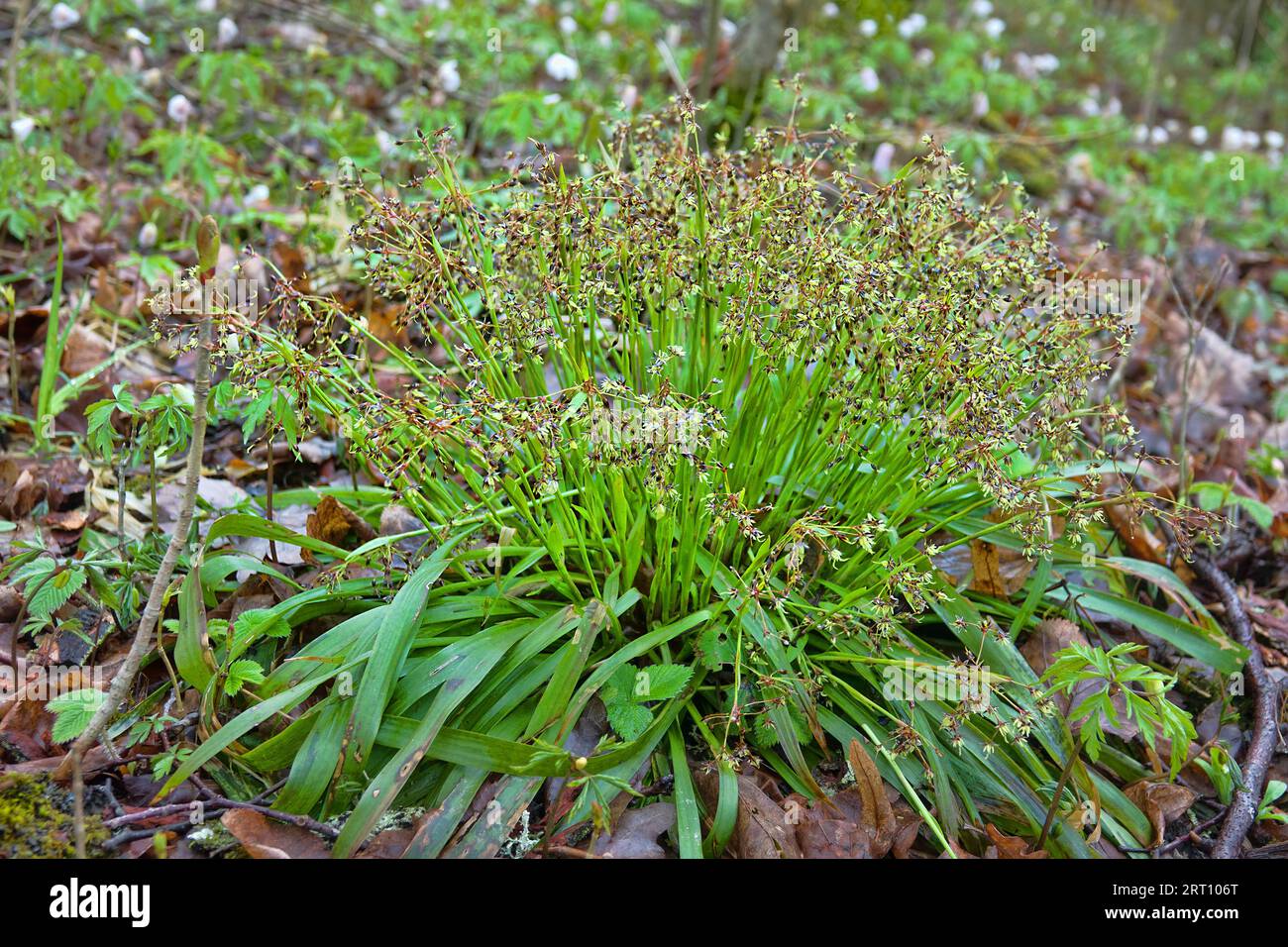 Aspen_sprout - Best photos on dibujosparaimprimir.net