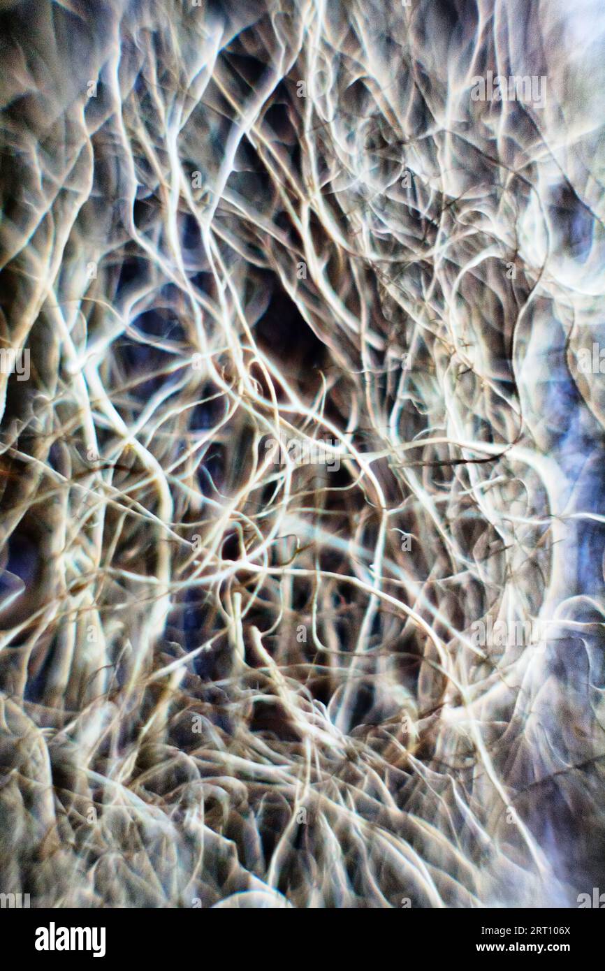 Epigeic lichen background. It also resembles cotton fibers and microfibres. Extreme close up. soft focus Stock Photo