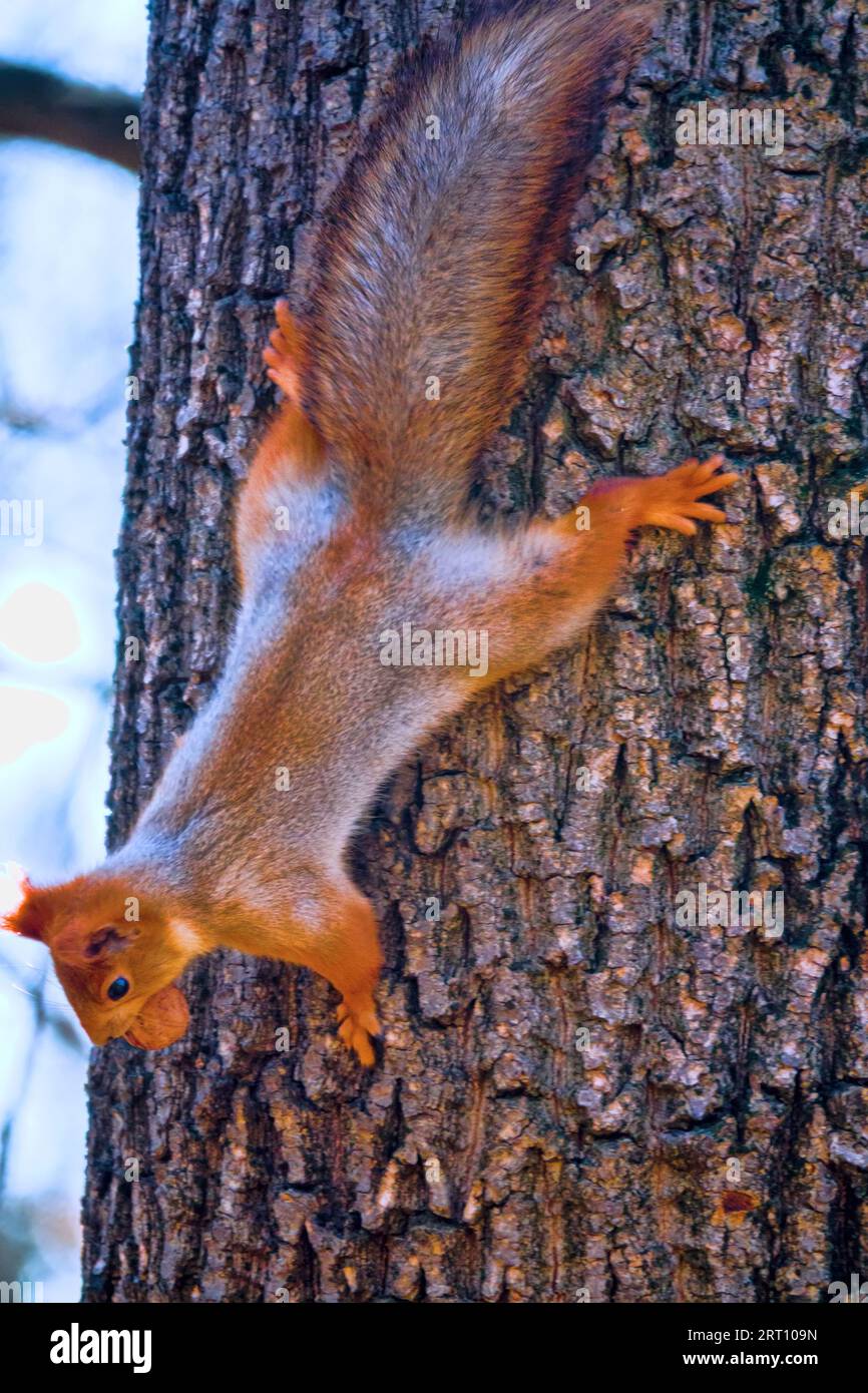 A squirrel on a tree with walnut. Well lit by the evening sun red animal Stock Photo