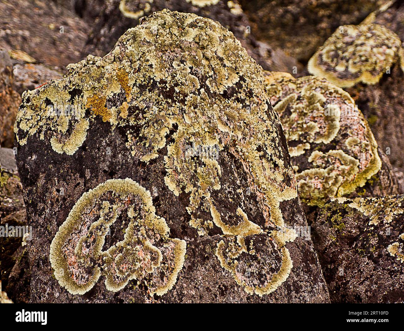Epilithic lichen, leafy lichens. Foliose lichen Parmelia ??ntrifuga or Arctoparmelia centrifuga. Lapland fjeld, block train Stock Photo