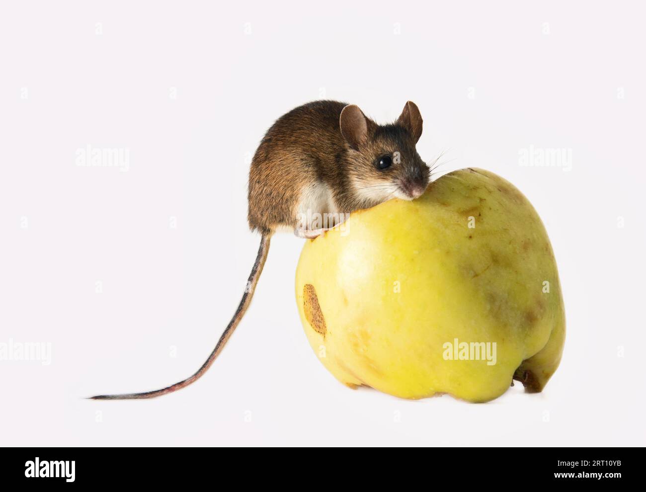 Mice are notorious pests of agriculture and households, harmful animals