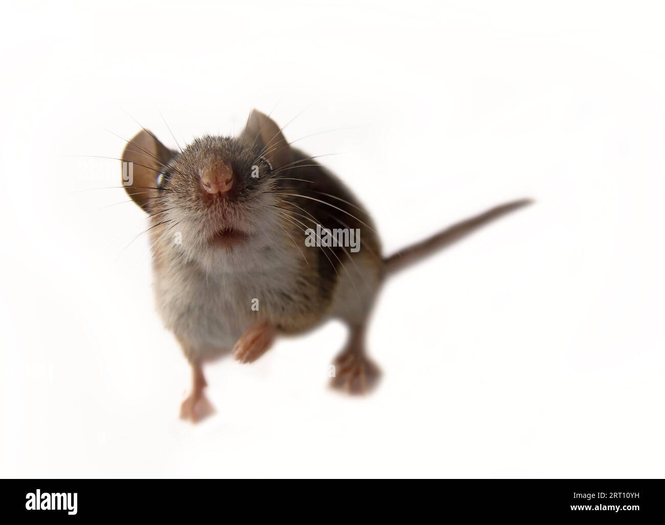 Cheeky mouse pokes into lens. Mice are strongest pests of farm. This is wild Yellow-necked field mouse (Apodemus flavicollis), but it gets into farmer Stock Photo