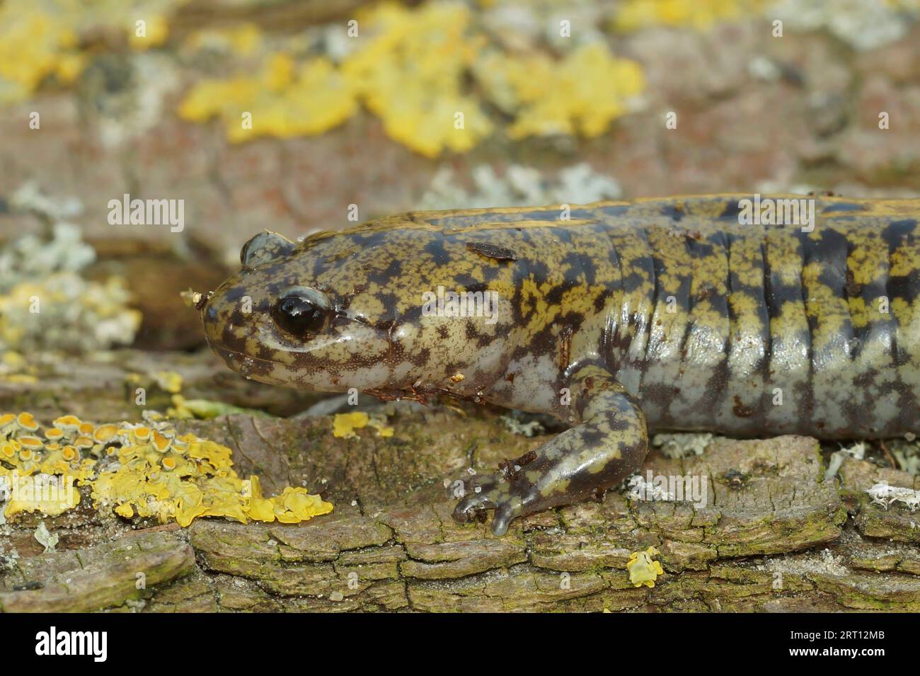 Detailed closeup on a colorful male of the Japanese Hida salamander,Hynobius kimurae, sitting on wood Stock Photo