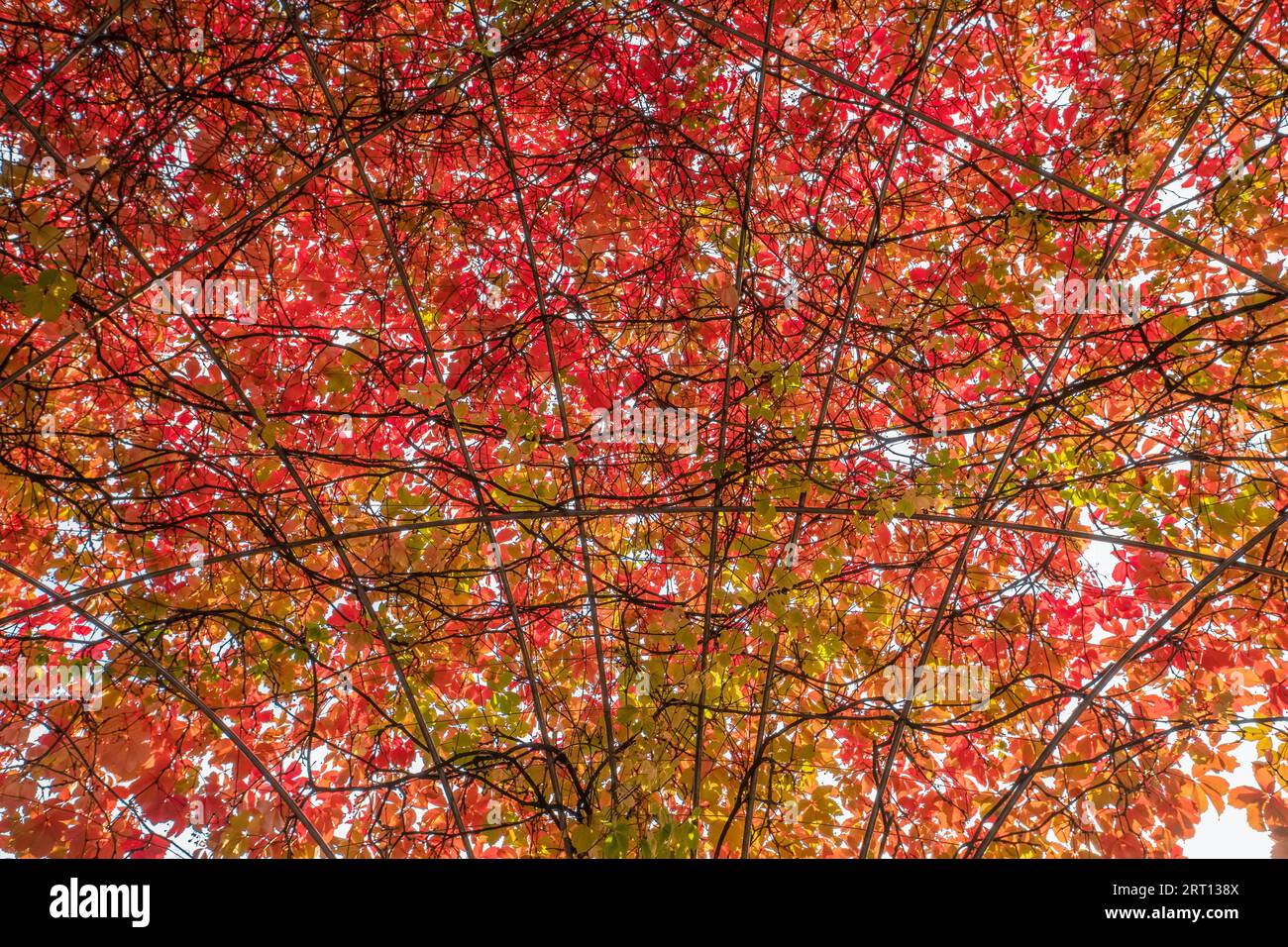Natural background of red autumn leaves Stock Photo - Alamy