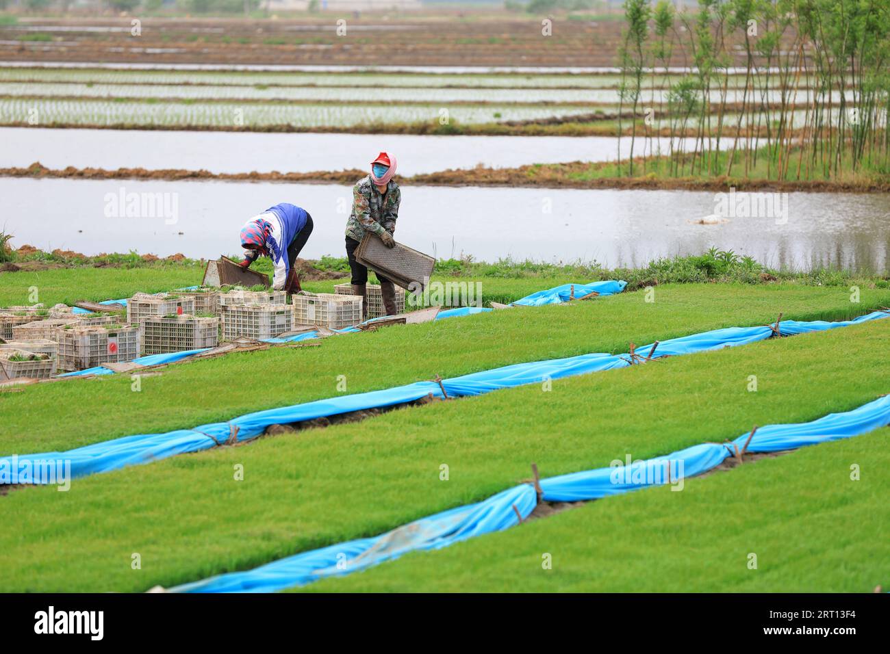 Farmer transplanting rice seedlings hi-res stock photography and images ...