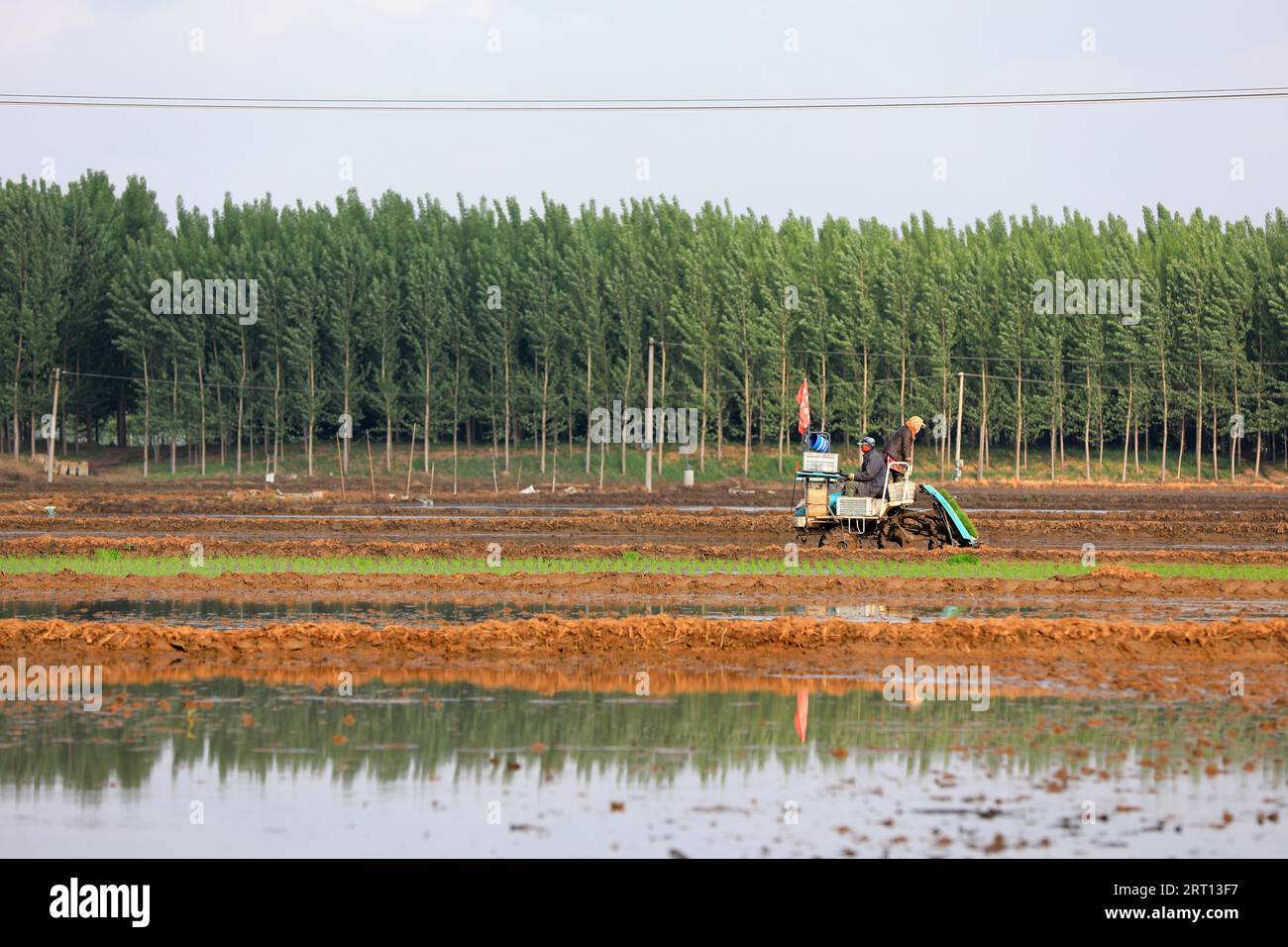 LUANNAN COUNTY, Hebei Province, China - May 15, 2020: Farmers use rice transplanters to grow rice in paddy fields. Stock Photo