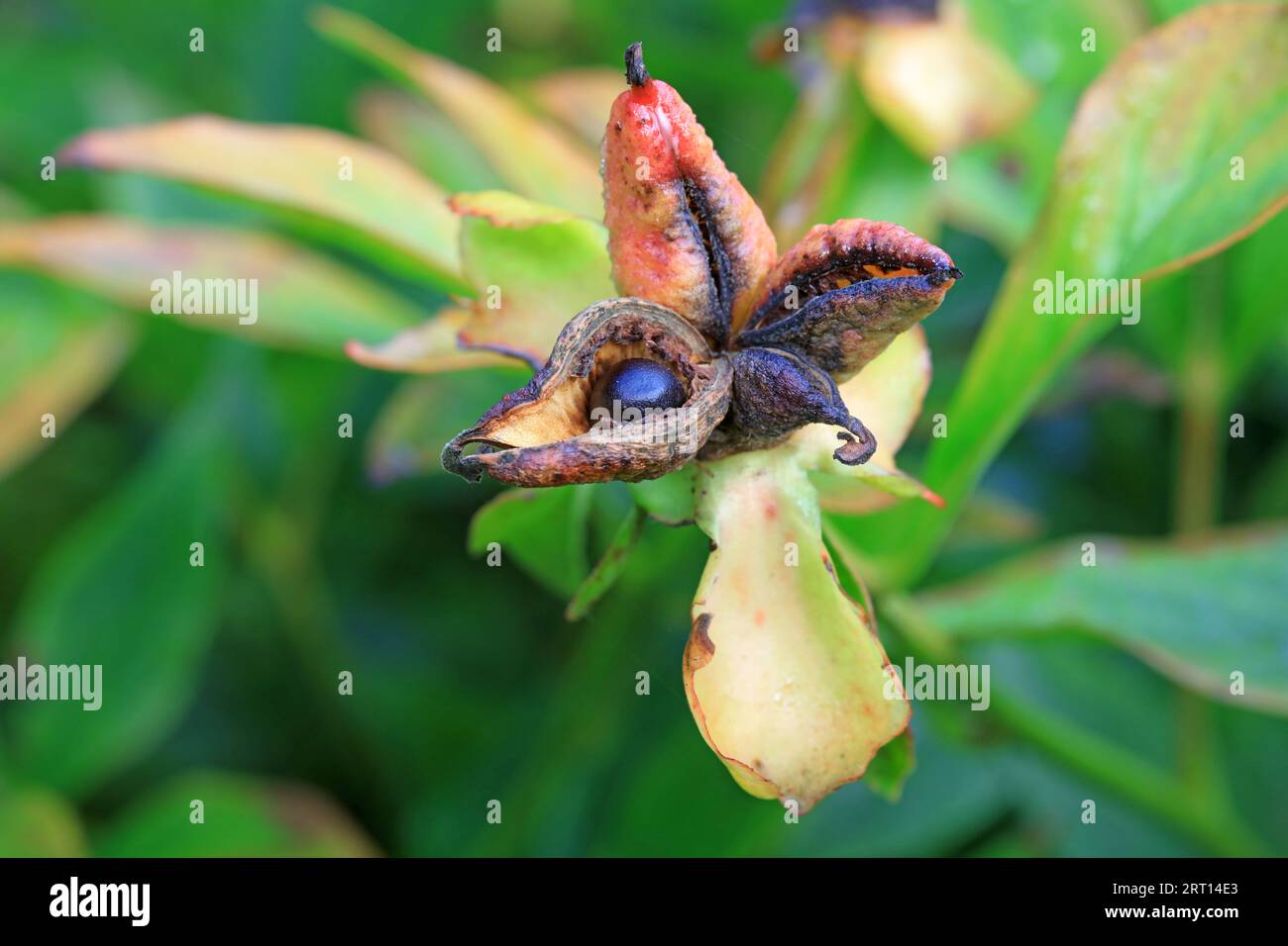 Peony seeds in botanical garden, North China Stock Photo - Alamy
