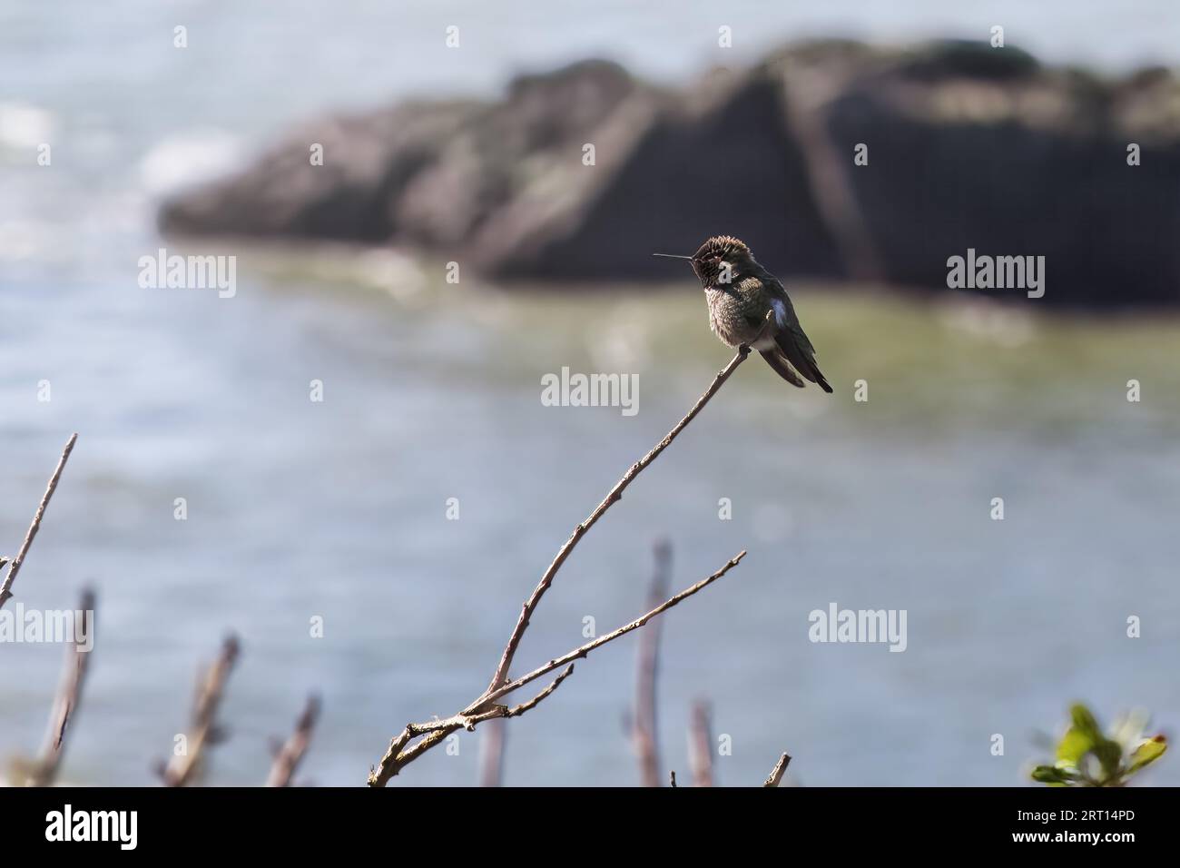 Anna's Hummingbird in San Francisco Stock Photo Alamy