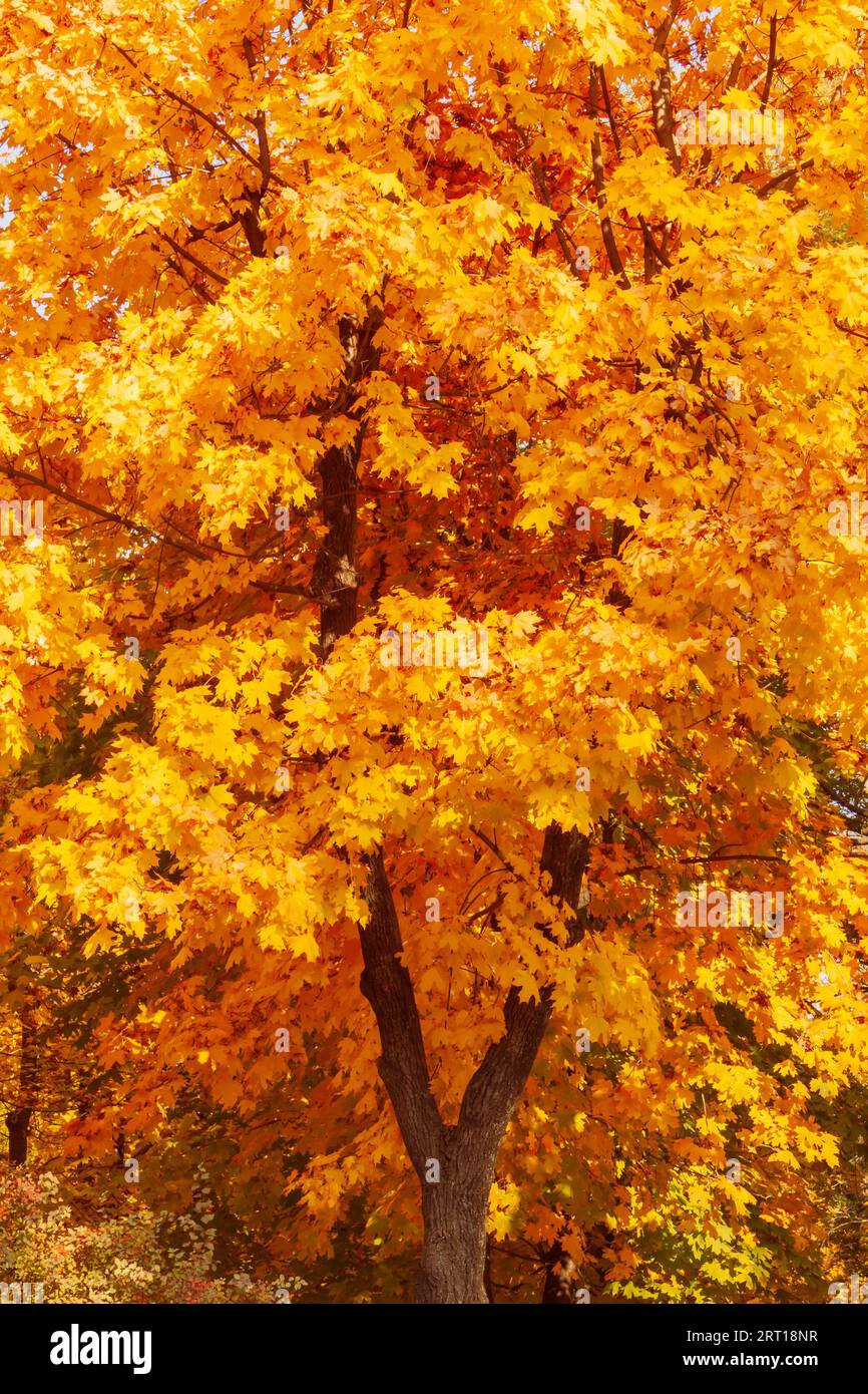 View of maple tree hi-res stock photography and images - Alamy