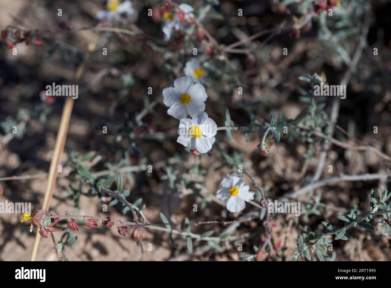 Flowers of Helianthemum violaceum. Photo taken in Carabassi Beach, province of Alicante, Spain Stock Photo