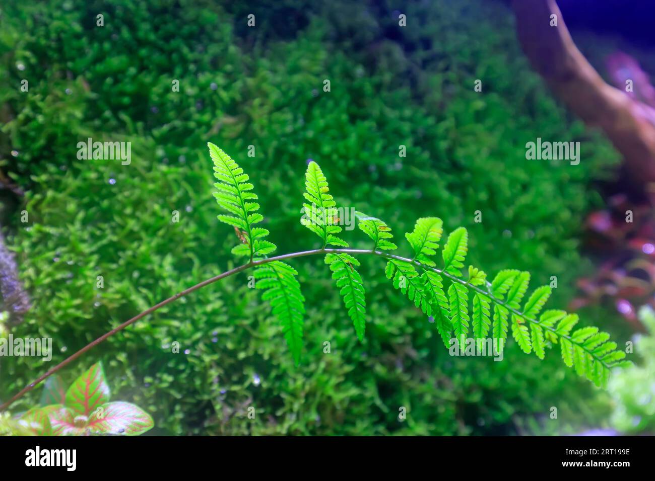 Alsophila spinulosa leaves, closeup of photo Stock Photo