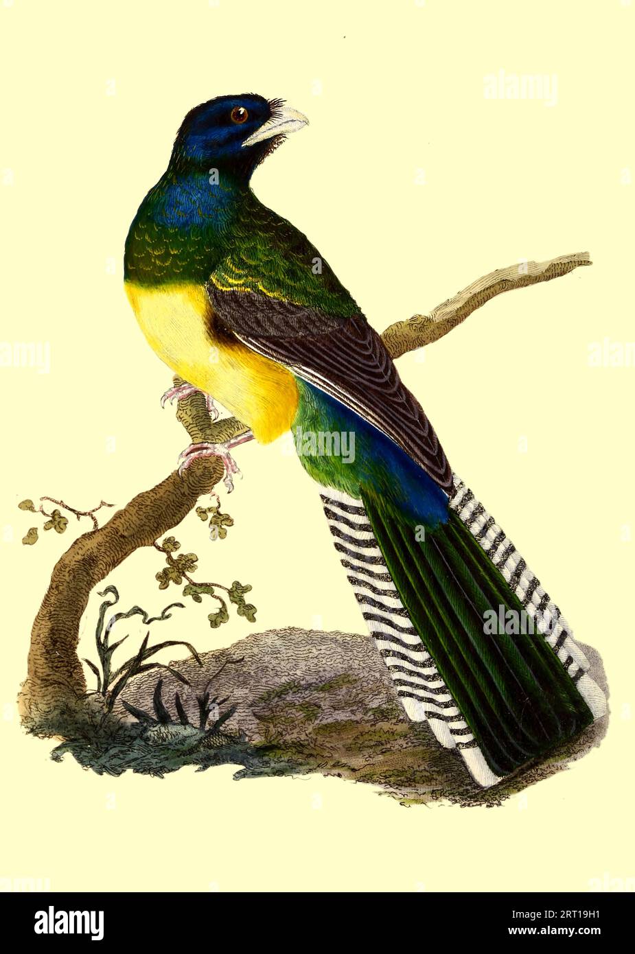 The black-throated trogon, also known as yellow-bellied trogon, (Trogon rufus) [here listed as Viridis, Trogon, Yellow-Bellied Green Trogon or Curucui is a near passerine bird in the trogon family, Trogonidae. Although it is also called "yellow-bellied trogon" it is not the only trogon with a yellow belly. It breeds in lowlands from Honduras south to western Ecuador and northern Argentina. Coloured Plate from ' The Naturalist's repository, or, Monthly miscellany of exotic natural history by Donovan, E. (Edward), 1768-1837 Volume 1 1823 Consisting of elegantly coloured plates with appropriate s Stock Photo