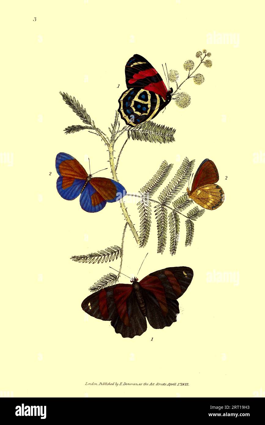Codomannus, Papilio, Codomannus's Butterfly and Pyramus, Papilio ...