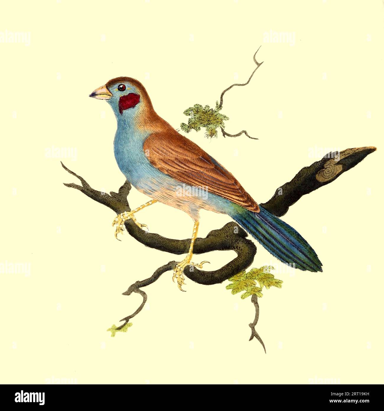 The red-cheeked cordon-bleu or red-cheeked cordonbleu (Uraeginthus bengalus) [Here as Blue-Bellied Finch Fringilla Bengalus ] is a small passerine bird in the family Estrildidae. This estrildid finch is a resident breeding bird in drier regions of tropical Sub-Saharan Africa. Coloured Plate from ' The Naturalist's repository, or, Monthly miscellany of exotic natural history by Donovan, E. (Edward), 1768-1837 Volume 1 1823 Consisting of elegantly coloured plates with appropriate scientific and general directions of the most curious, scarce, and beautiful productions of nature that have been rec Stock Photo