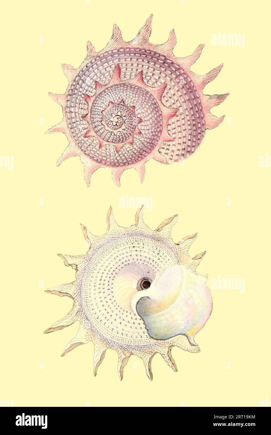 Imperialis, Trochus var Roseus ; Roseate Imperial Sun Trochus Coloured Plate from ' The Naturalist's repository, or, Monthly miscellany of exotic natural history by Donovan, E. (Edward), 1768-1837 Volume 1 1823 Consisting of elegantly coloured plates with appropriate scientific and general directions of the most curious, scarce, and beautiful productions of nature that have been recently discovered in various parts of the world the latest improvements in the various department of science most important discoveries of quadrupeds, birds, fishes,insects, shells, marine productions, and every othe Stock Photo