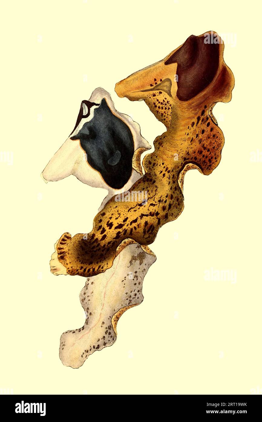 Malleus Vulgaris, Spotted Hammer Shell or Hound's Tongue Hammer Shell