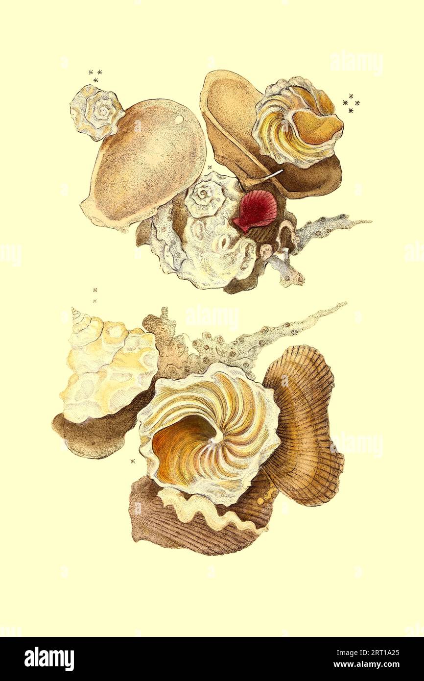 Conchy liophorus Trochus, Carrier Trochus Coloured Plate from ' The Naturalist's repository, or, Monthly miscellany of exotic natural history by Donovan, E. (Edward), 1768-1837 Volume 2 1824 Consisting of elegantly coloured plates with appropriate scientific and general directions of the most curious, scarce, and beautiful productions of nature that have been recently discovered in various parts of the world the latest improvements in the various department of science most important discoveries of quadrupeds, birds, fishes,insects, shells, marine productions, and every other interesting object Stock Photo