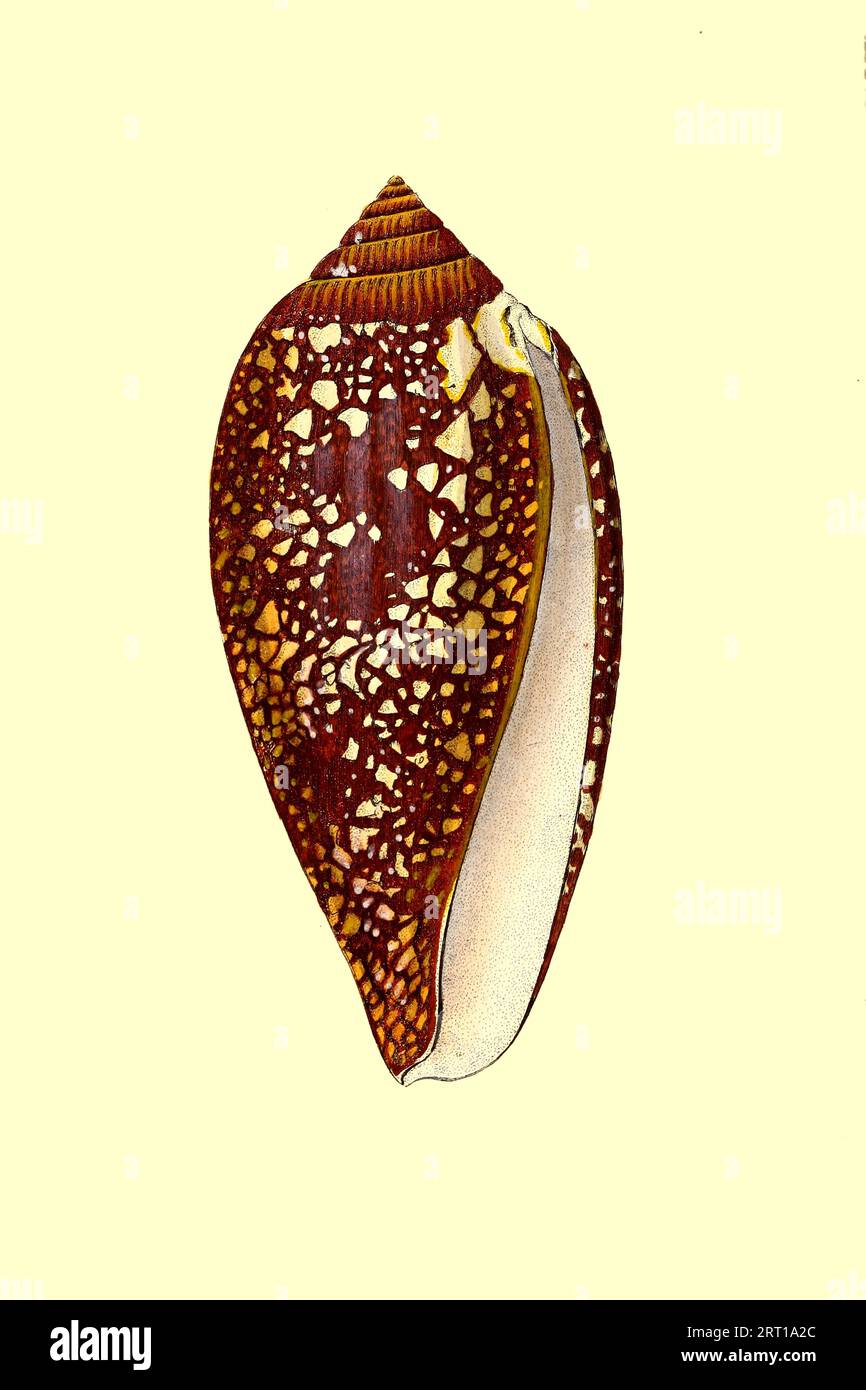 Conus Aulicus, Chain-spotted Brunette Cone Coloured Plate from ' The ...