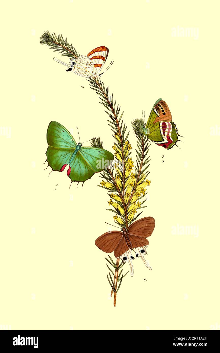 Hesperia Gabrielis, Gabriel Butterfly Hesperia Phocides, Phocides Butteifly Coloured Plate from ' The Naturalist's repository, or, Monthly miscellany of exotic natural history by Donovan, E. (Edward), 1768-1837 Volume 2 1824 Consisting of elegantly coloured plates with appropriate scientific and general directions of the most curious, scarce, and beautiful productions of nature that have been recently discovered in various parts of the world the latest improvements in the various department of science most important discoveries of quadrupeds, birds, fishes,insects, shells, marine productions, Stock Photo
