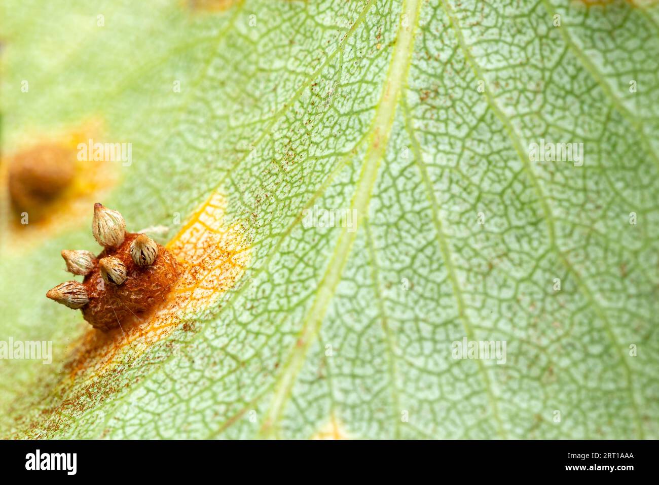Gymnosporangium sabinae (European Pear Rust) fruiting bodies on underside of pear leaves Stock Photo